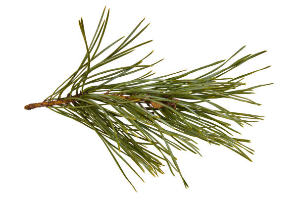 Twig of pine tree isolated