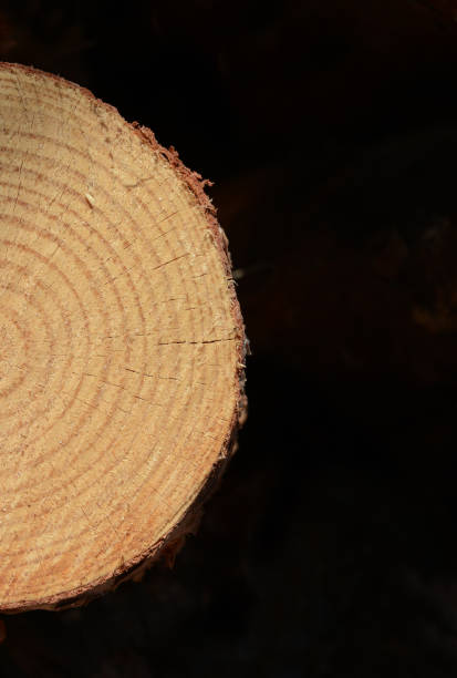 istock Close-up of tree rings texture background 1197498640