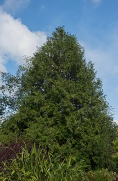 Photo of Summer Foliage of the Variegated Evergreen Coniferous Hiba or Hatched Leaved Arbor-Vitae Tree (Thujopsis dolabrata 'Variegata') in a Garden