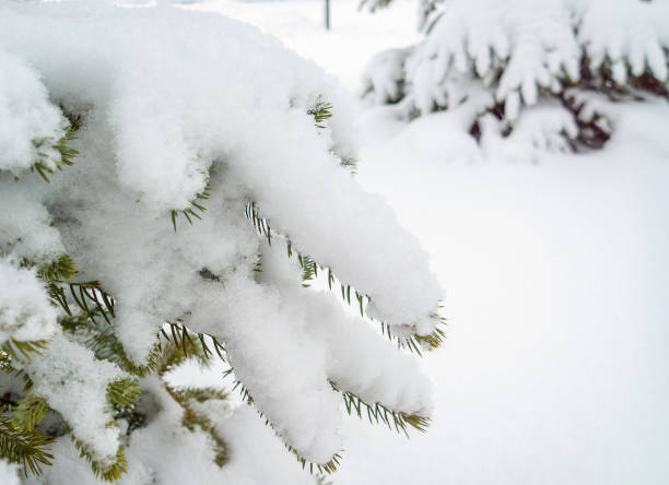 istock Snow on fir tree branches. Snowy winter weather. 1197501182