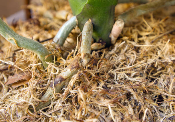 Sphagnum peat moss. The soil for growing houseplants.