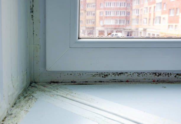 pvc窓の近くに黒いカビと真菌。換気の問題、湿気、アパートの寒さ、窓枠のインストール不良、冬の部屋暖房の不足。選択的フォーカス、クローズアップ - mold damaged toxic mold mildew ストックフォトと画像
