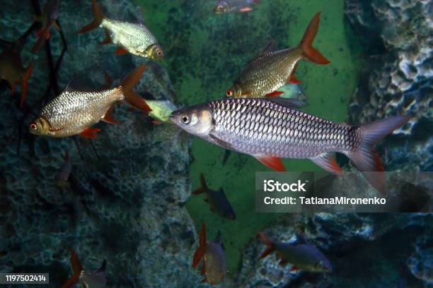 Hovens Carp Leptobarbus Hoevenii And Tinfoil Barb Barbonymus Schwanenfeldii Fishes Stock Photo - Download Image Now
