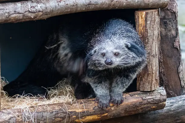 Arctictis binturong, portrait of a cute animal