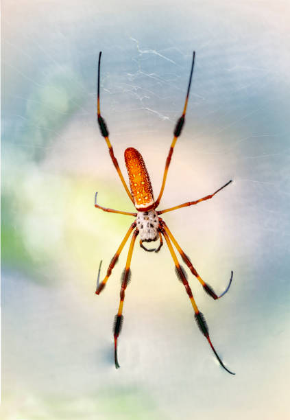 istock Golden silk orbweaver 1197504624