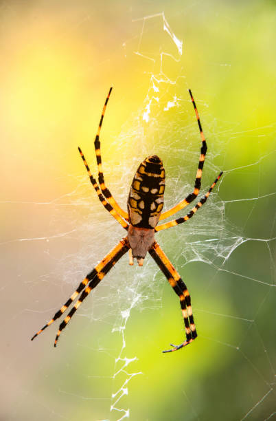 istock Yellow garden spider 1197505289