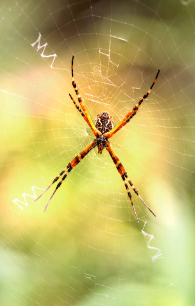 istock Yellow garden spider 1197505292