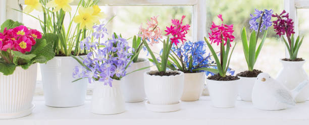 istock spring flowers in flowerpots  on windowsill 1197505380