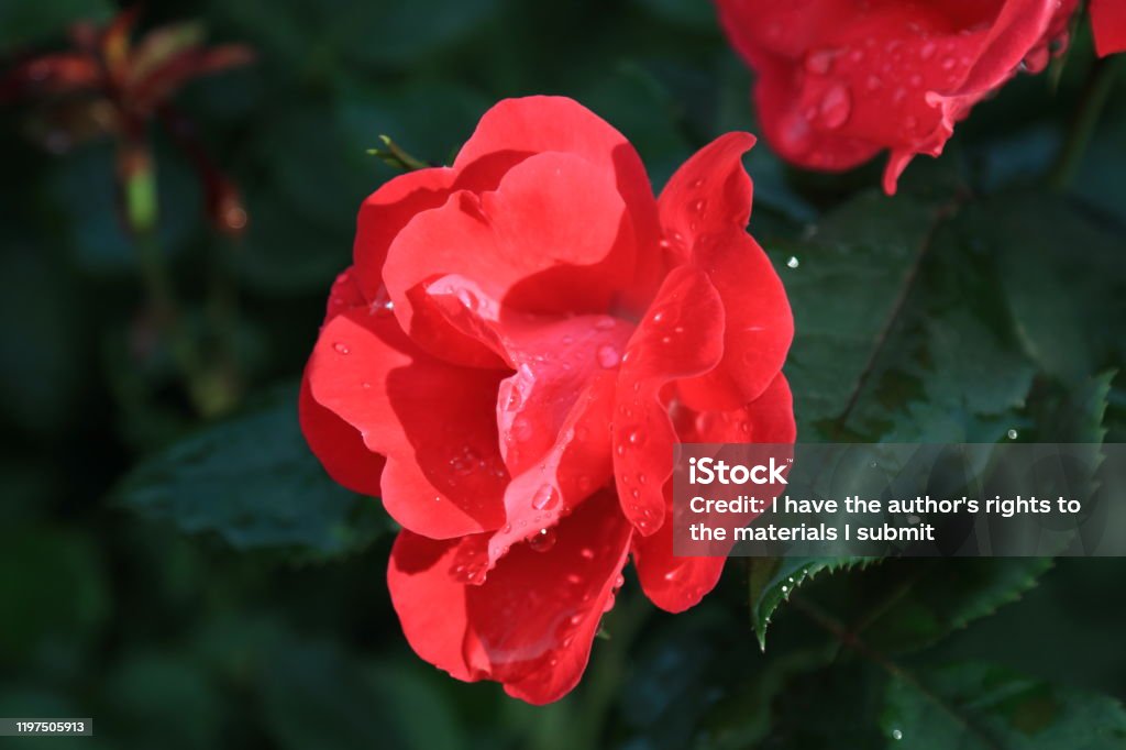 Beautiful Roses With Raindrops Beautiful Red Rose With Raindrops Stock Photo - Download Image Now ...