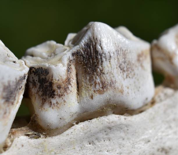 istock Skeletal juvenile elk teeth. 1197507509