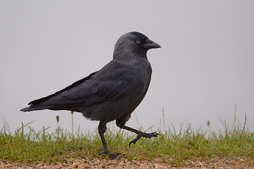 The western jackdaw, Coloeus monedula, also known as the Eurasian jackdaw, is a passerine bird in the crow family.