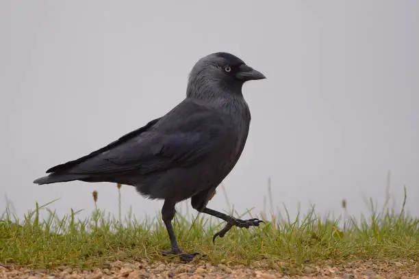 Jackdaw Bird Walking

Please view my portfolio for other wildlife images