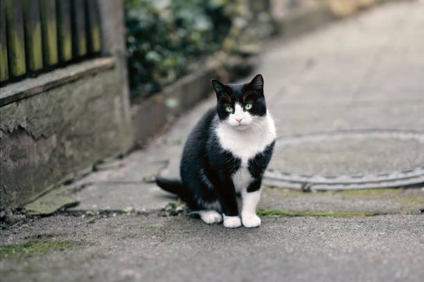 istock Cute tuxedo cat sitting outdoors and looking at camera. 1197508403
