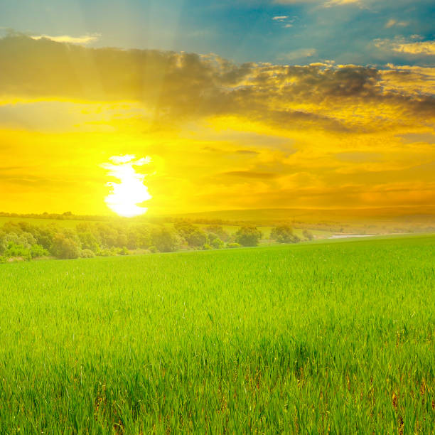 istock Green wheat field, sunrise and blue sky. 1197511602