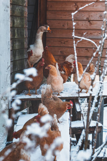 Domestic red hens on a walk in the snow on a Russian farm. Domestic red hens on a walk in the snow on a Russian farm. winter chicken coop stock pictures, royalty-free photos & images