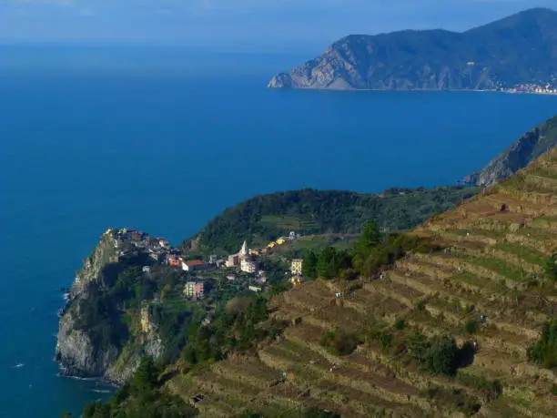 Vineyards above Corniglia, Cinqueterre, Italy