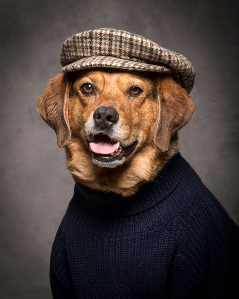 istock Brown Dog in Tweed Cap 1197516691