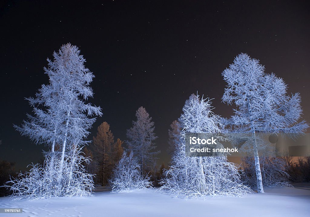 winter forest at night  Beauty In Nature Stock Photo