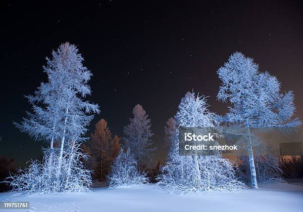 Winter Forest At Night Stock Photo - Download Image Now - Beauty In Nature, Black Color, Branch - Plant Part