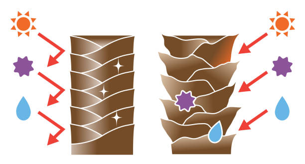 ilustraciones, imágenes clip art, dibujos animados e iconos de stock de cutículas de cabello saludables y la ilustración de cutículas del cabello dañado. cuidado del cabello y concepto de belleza - cabello humano