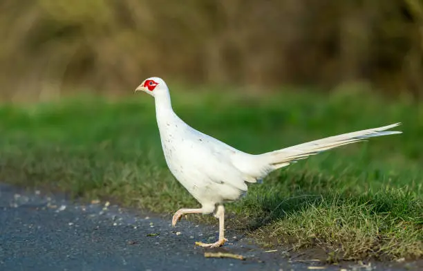 White or leucistic Pheasant.  (Scientific name: Phasianus colchicus) Rare colouration of a male common Ring-necked pheasant, facing left, crossing a road in East Yorkshire, England.  Horizontal. Space for copy.