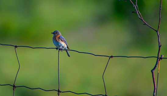 Owl Perched on Rustic Fence in Vast Green Field