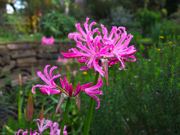 istock Flowers in a botanical garden 1197520583