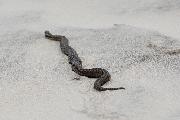 istock A poisonous viper on the sand 1197522412