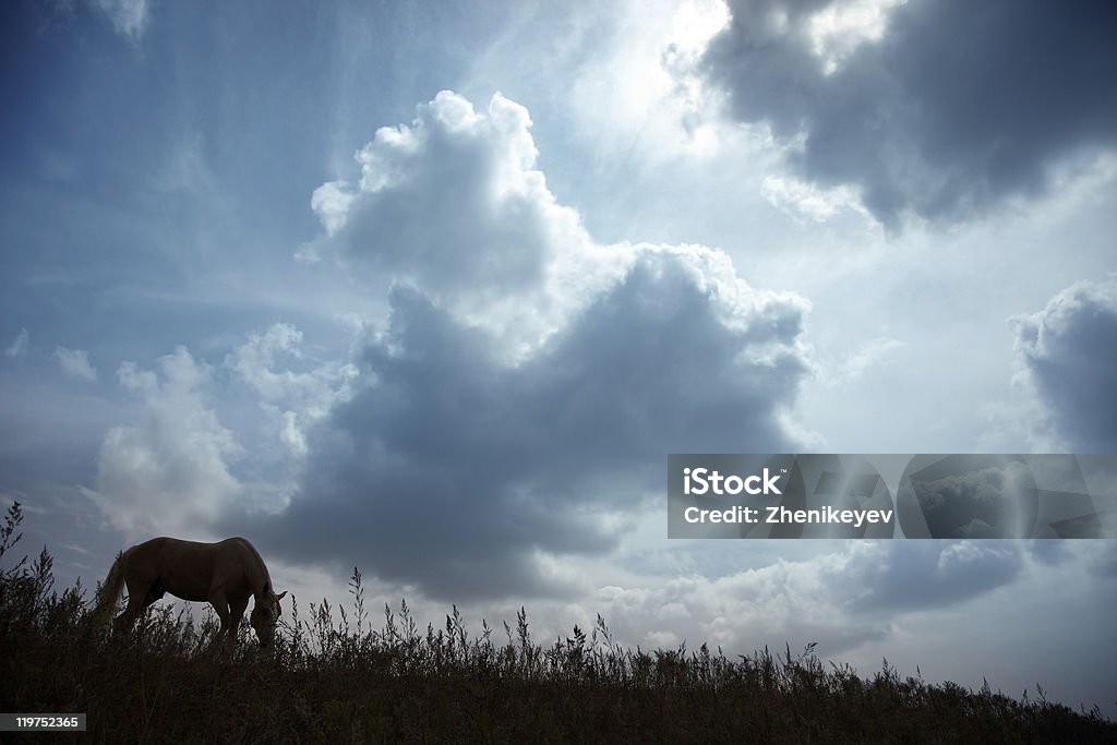Pferd in der Dunkelheit Sonnenuntergang - Lizenzfrei Asien Stock-Foto