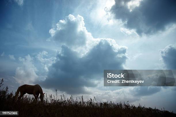Pferd In Der Dunkelheit Sonnenuntergang Stockfoto und mehr Bilder von Asien - Asien, Bedeckter Himmel, Bunt - Farbton