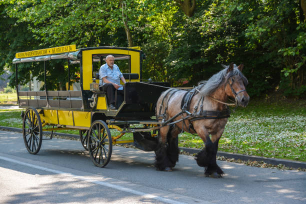 cavalos e carruagens bruges em bélgica - belgian horse - fotografias e filmes do acervo