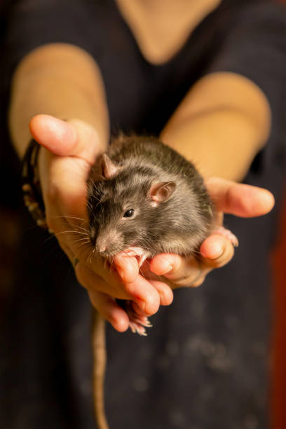 istock rat exotic pet gray with black eyes sits on outstretched arms 1197524868