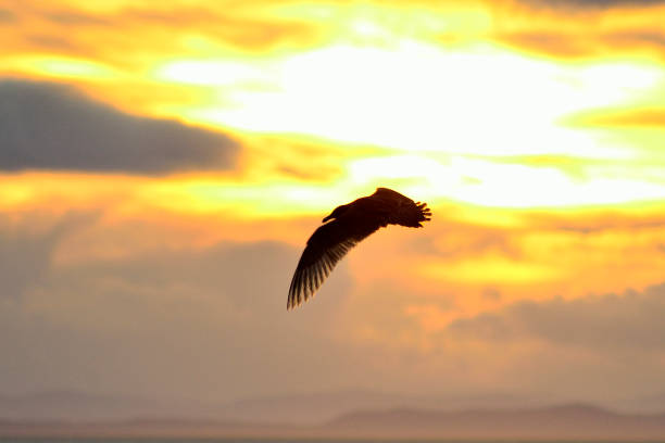 istock Sea gull silhouette against a sunset 1197525115