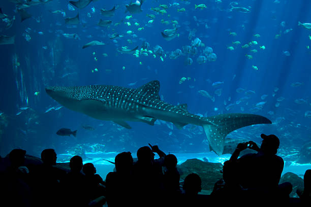 3,000+ Giant Fish Tank Stock Photos, Pictures & Royalty-Free Images -  iStock