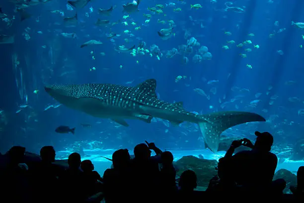 Photo of Whale Shark Spectators at The Aquarium