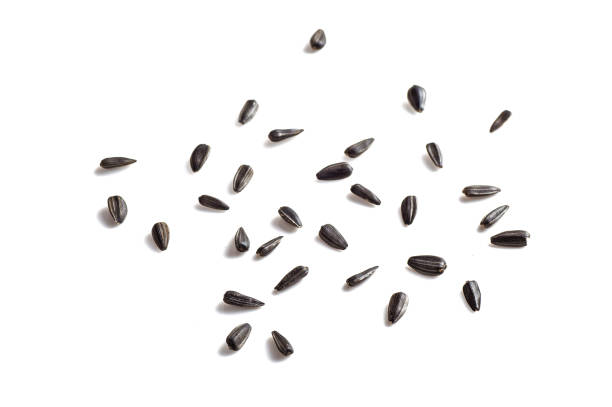 istock Sunflower Seeds on white background. Helianthus annuus. 1197525884