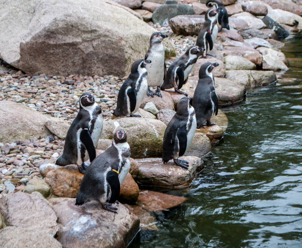 istock Young penguins on large smooth stones by the water 1197526285