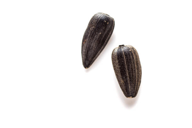 istock Sunflower Seeds on white background. Helianthus annuus. 1197527168