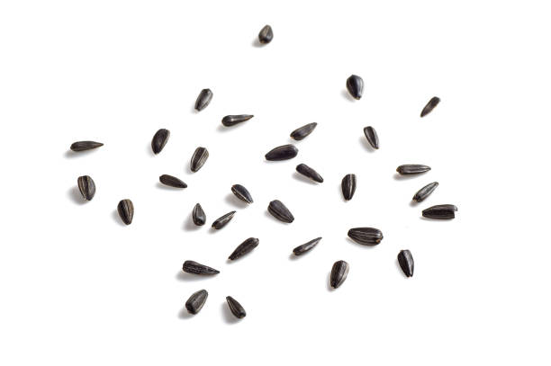 istock Sunflower Seeds on white background. Helianthus annuus. 1197527208