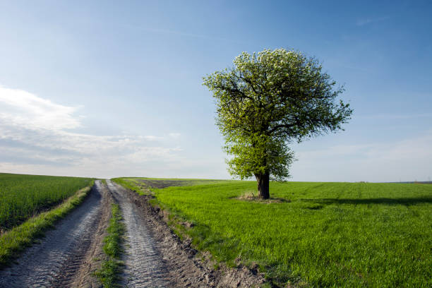istock Large flowering tree by the rural road. 1197527369