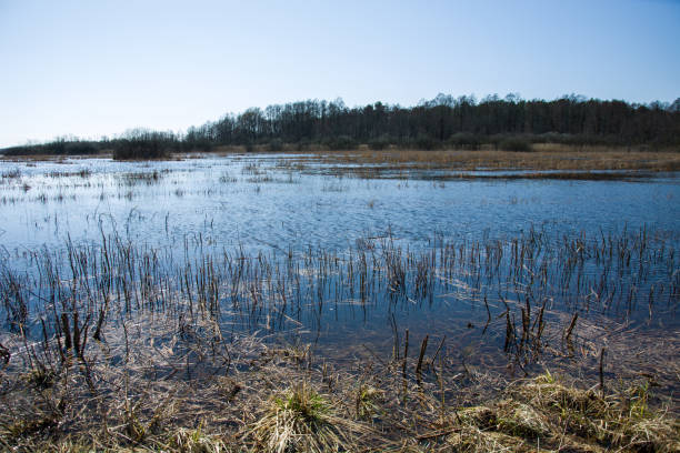 istock Swampy area, grasses and forest 1197527378
