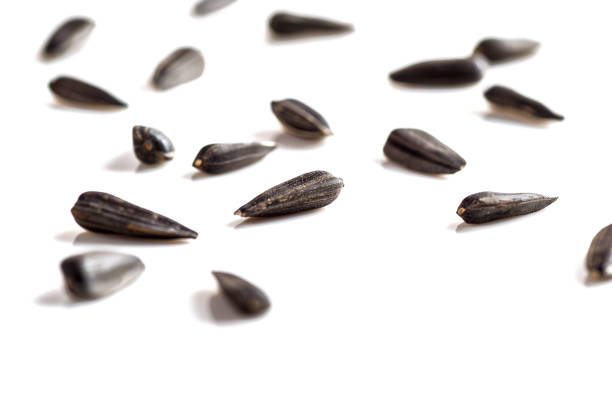 Sunflower Seeds on white background. Helianthus annuus.