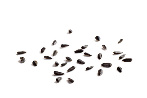 istock Sunflower Seeds on white background. Helianthus annuus. 1197528708