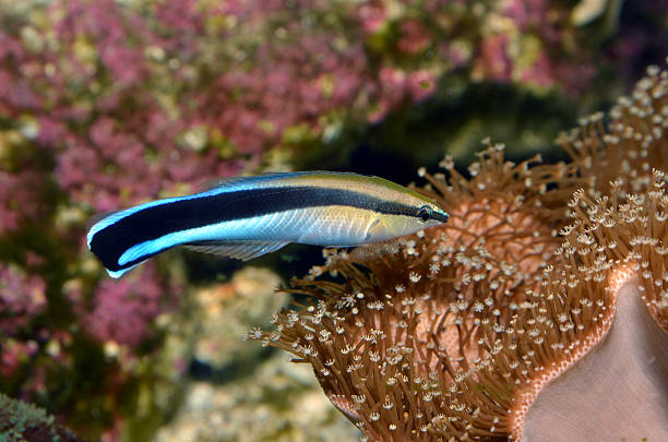 Labroides dimidiatus(Cleaner Wrasse) stock photo