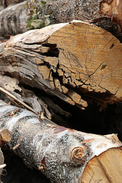 istock birch logs old and cracked trunk stacked in a pile pattern background 1197529083