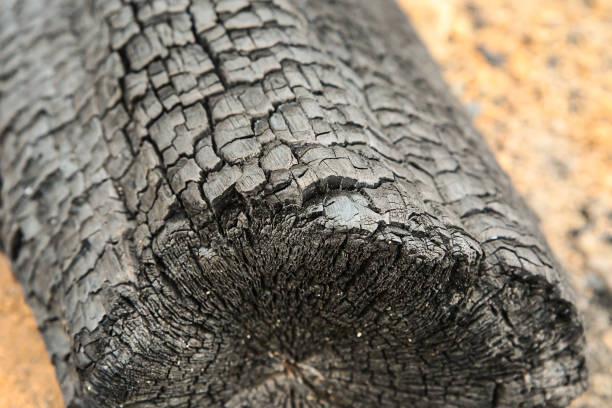 istock log wooden large carbonized coal forest fire consequences disaster close-up 1197530078