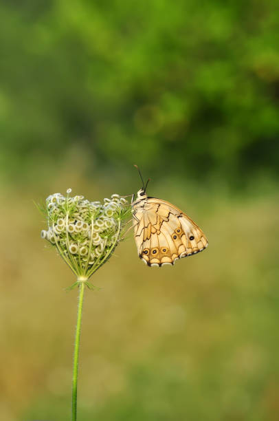 istock Beautiful butterfly sitting on flower 1197530403