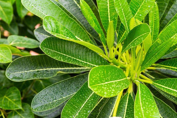 istock laurel green leaf long background flora fresh bright decor 1197530638