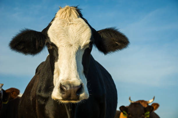 istock Black cow with white nose and sky 1197531872