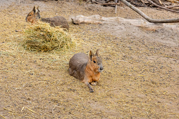 South American Mara rodent nursing young.